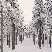 Paysage foret pins finlande